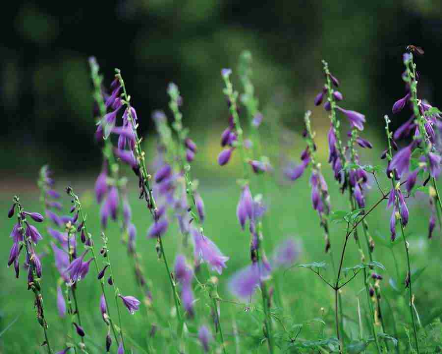 Mountain Trees - Mixa Image Library ></a>
<script language=JavaScript> 
  var txt = 