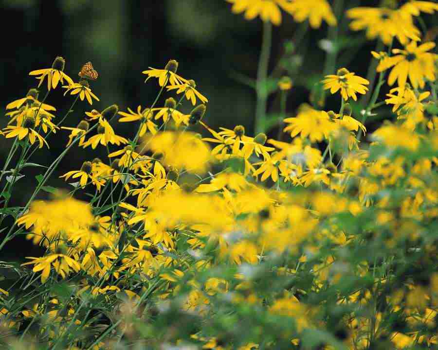 Mountain Trees - Mixa Image Library ></a>
<script language=JavaScript> 
  var txt = 