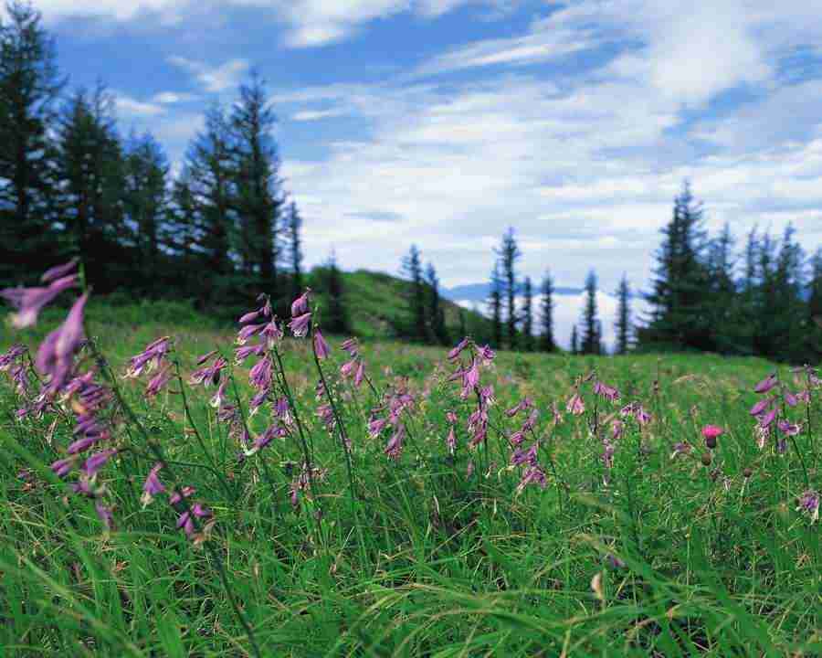 Mountain Trees - Mixa Image Library ></a>
<script language=JavaScript> 
  var txt = 