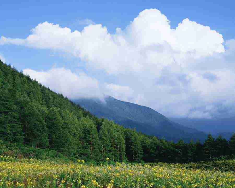 Mountain Trees - Mixa Image Library ></a>
<script language=JavaScript> 
  var txt = 