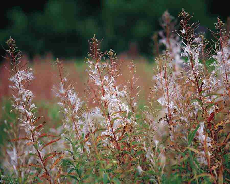 Mountain Trees - Mixa Image Library ></a>
<script language=JavaScript> 
  var txt = 