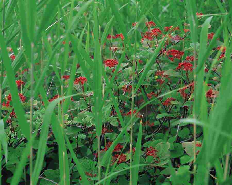 Mountain Trees - Mixa Image Library ></a>
<script language=JavaScript> 
  var txt = 