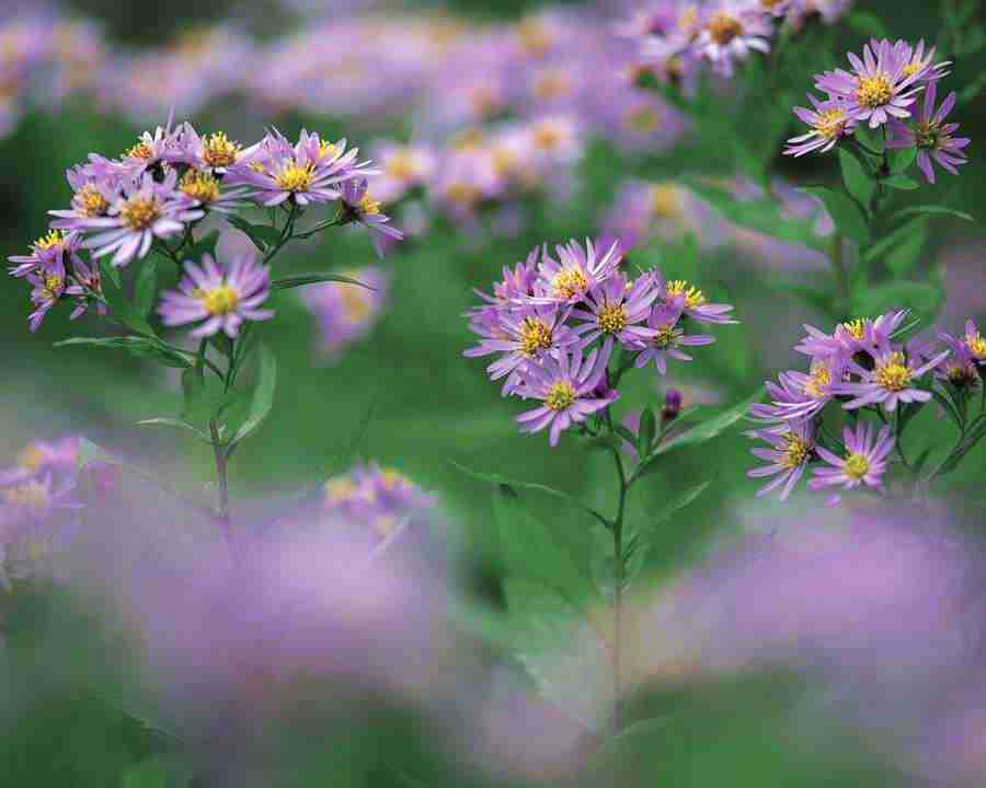 Mountain Trees - Mixa Image Library ></a>
<script language=JavaScript> 
  var txt = 