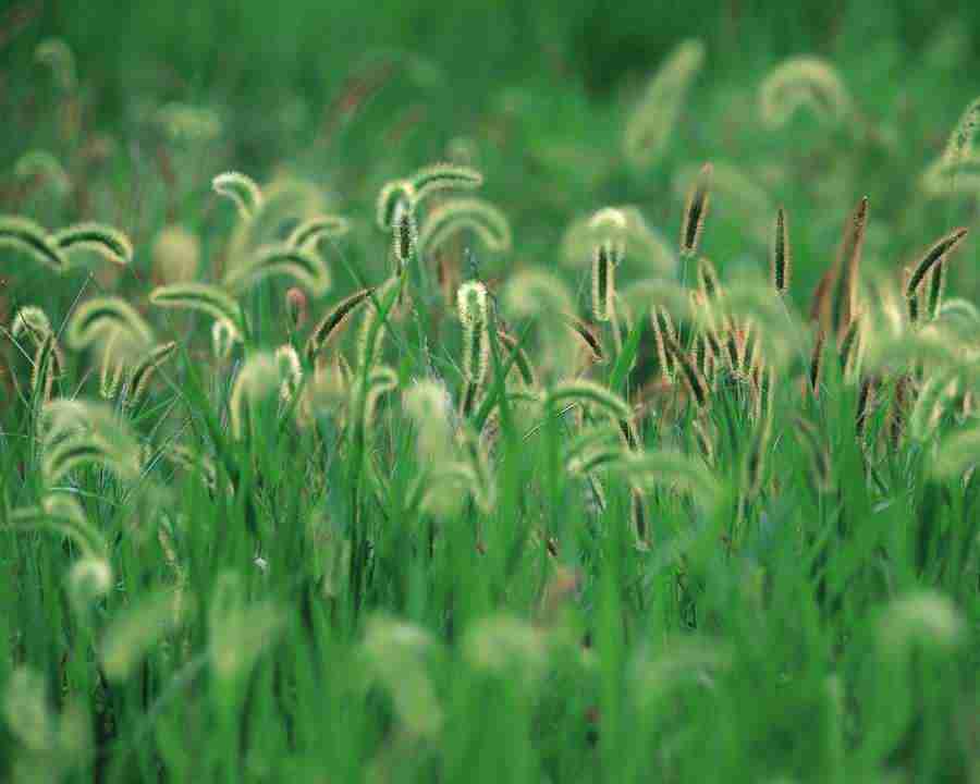 Mountain Trees - Mixa Image Library ></a>
<script language=JavaScript> 
  var txt = 