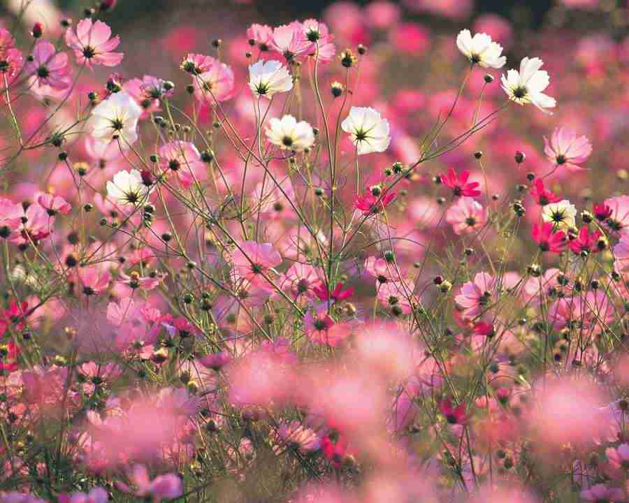 Mountain Trees - Mixa Image Library ></a>
<script language=JavaScript> 
  var txt = 