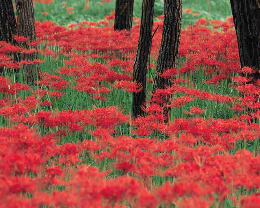 Mountain Trees - Mixa Image Library ></a>
<script language=JavaScript> 
  var txt = 