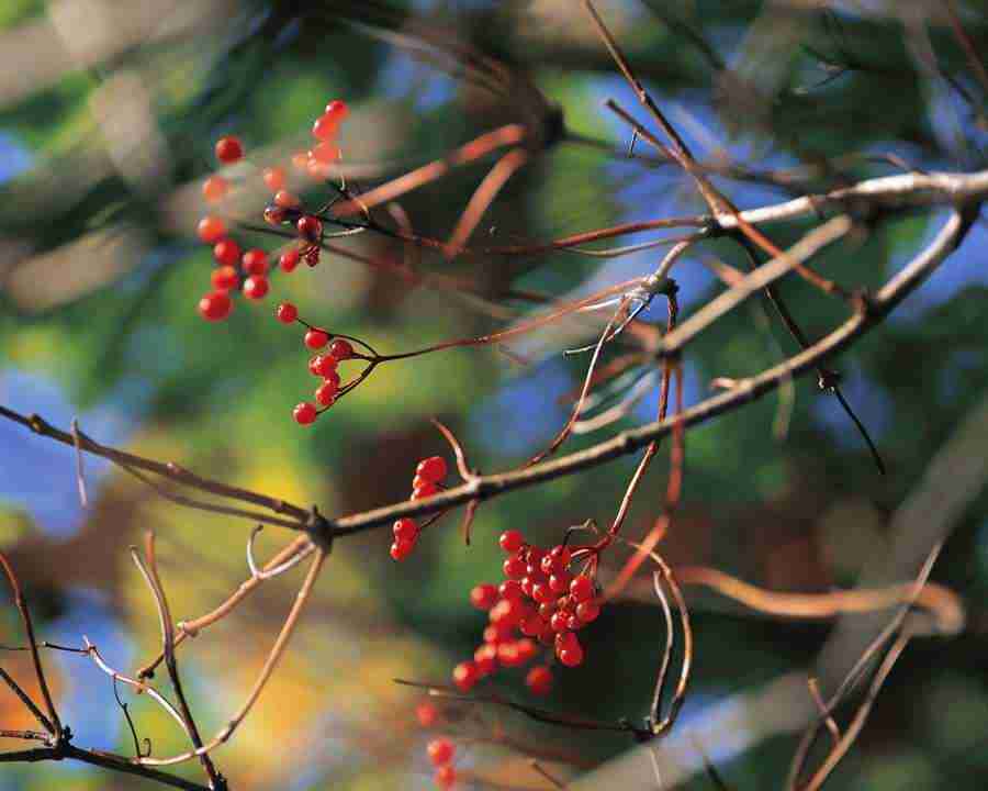 Mountain Trees - Mixa Image Library ></a>
<script language=JavaScript> 
  var txt = 