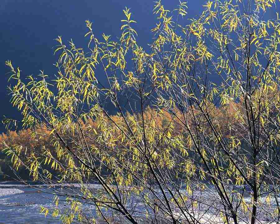 Mountain Trees - Mixa Image Library ></a>
<script language=JavaScript> 
  var txt = 