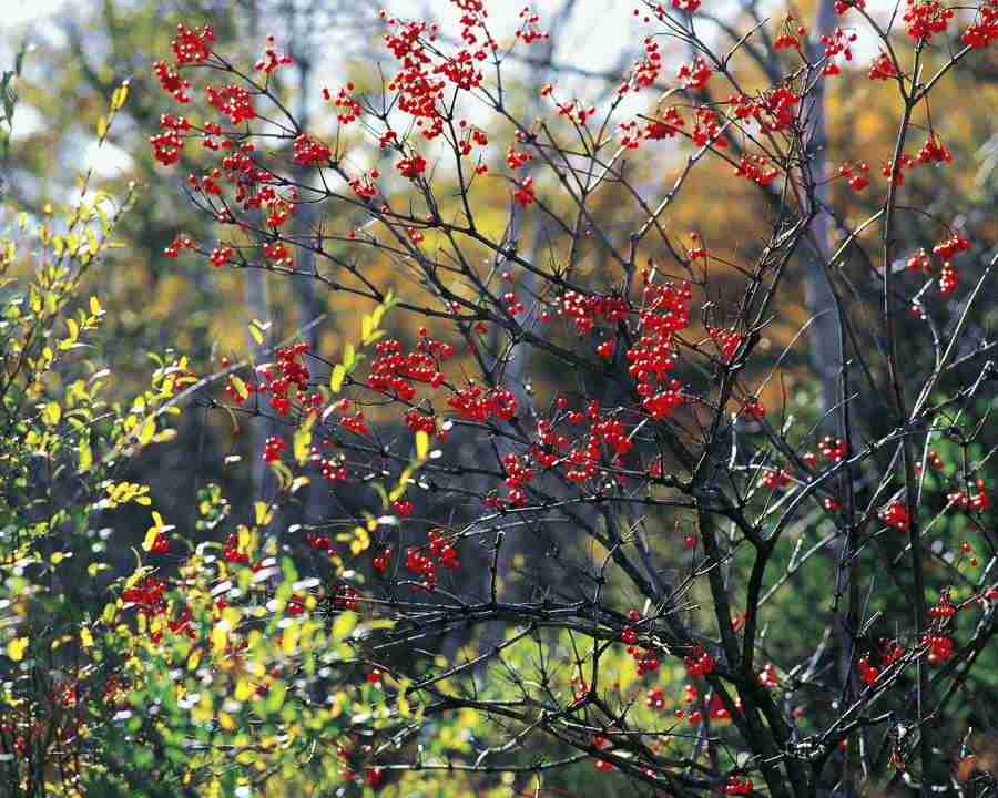 Mountain Trees - Mixa Image Library ></a>
<script language=JavaScript> 
  var txt = 