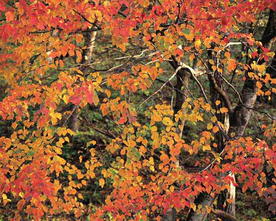 Mountain Trees - Mixa Image Library ></a>
<script language=JavaScript> 
  var txt = 