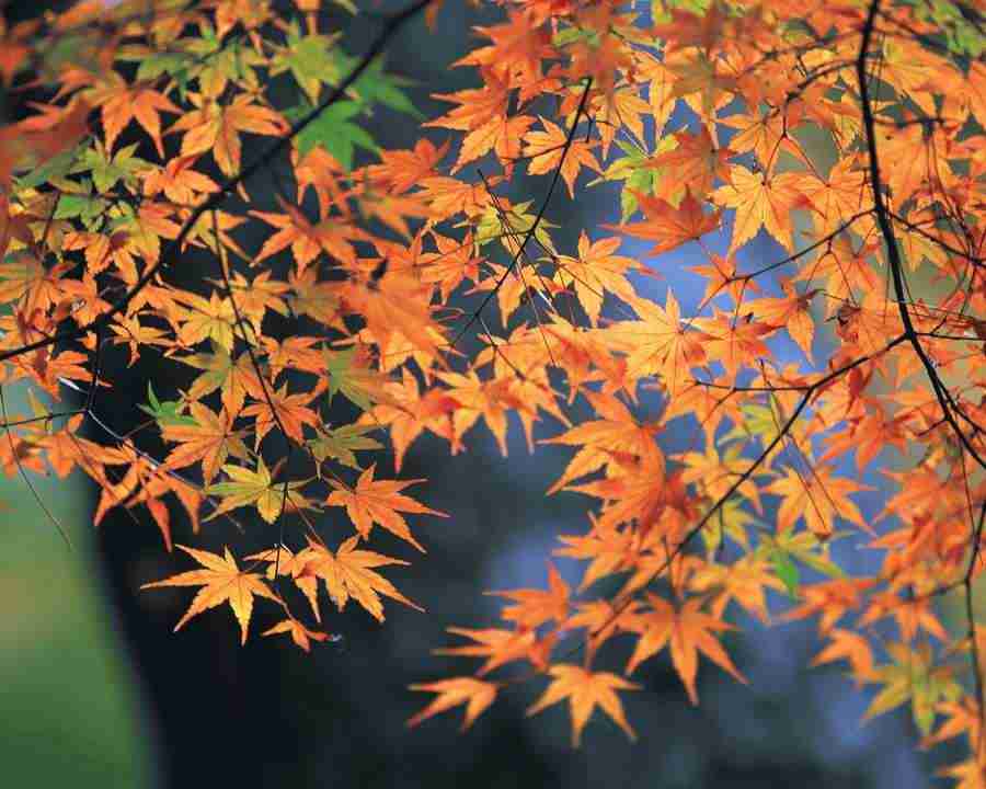 Mountain Trees - Mixa Image Library ></a>
<script language=JavaScript> 
  var txt = 