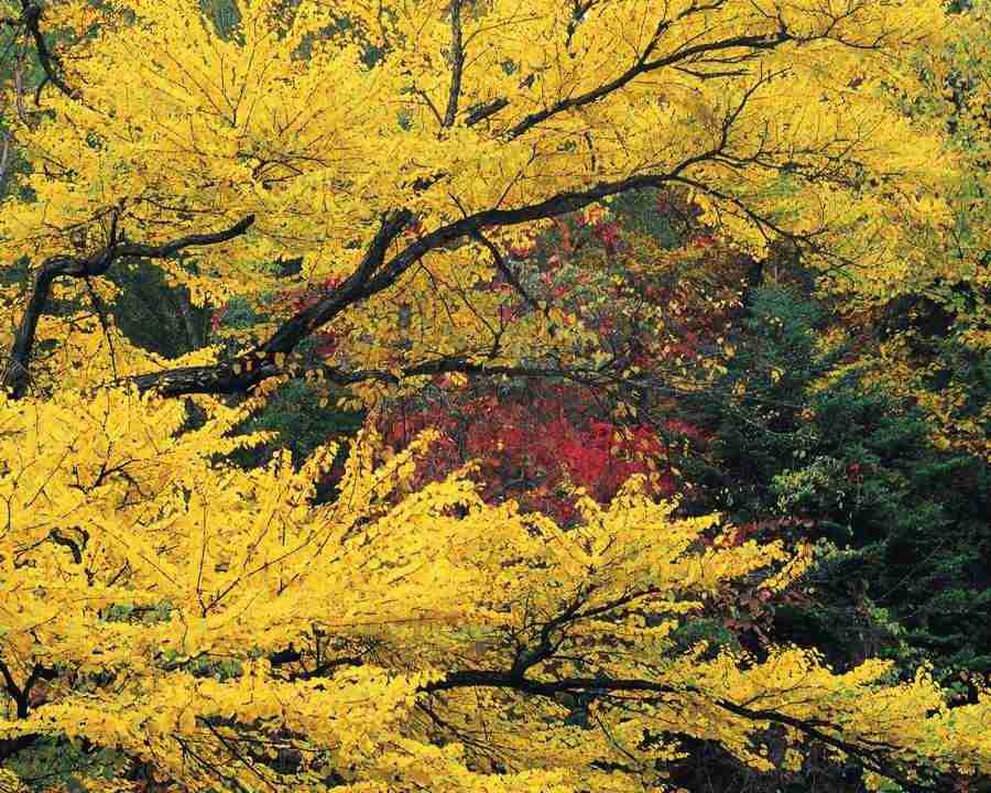 Mountain Trees - Mixa Image Library ></a>
<script language=JavaScript> 
  var txt = 