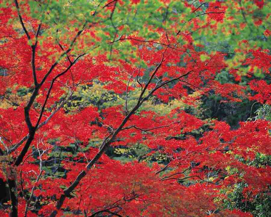 Mountain Trees - Mixa Image Library ></a>
<script language=JavaScript> 
  var txt = 