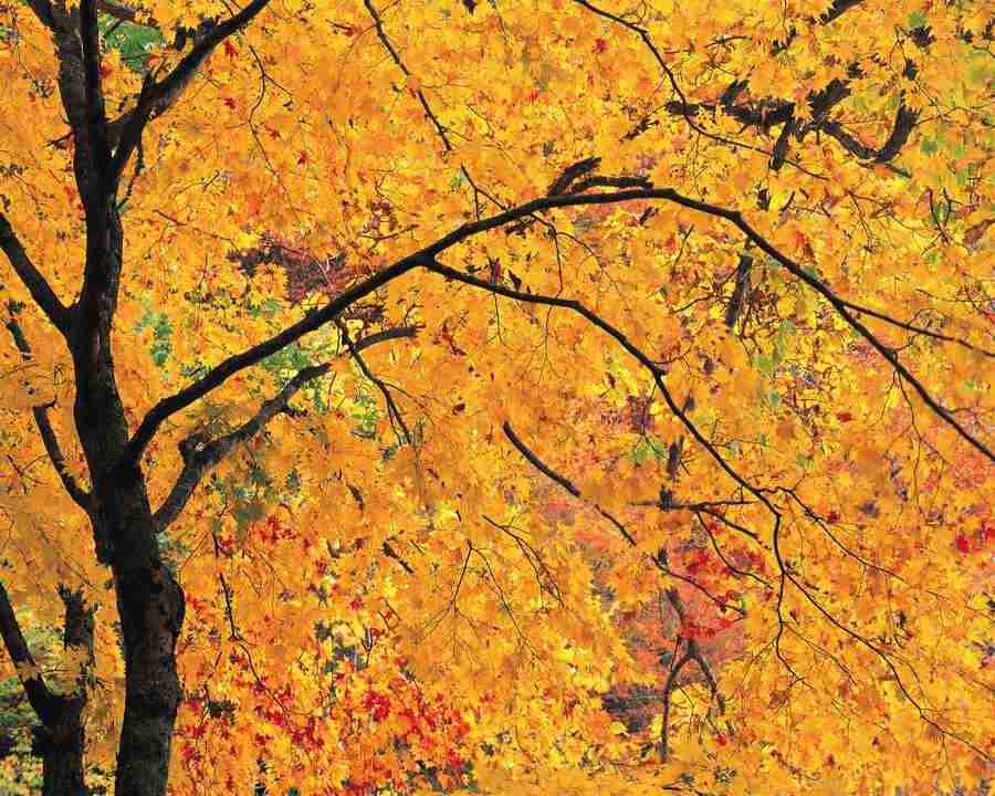 Mountain Trees - Mixa Image Library ></a>
<script language=JavaScript> 
  var txt = 