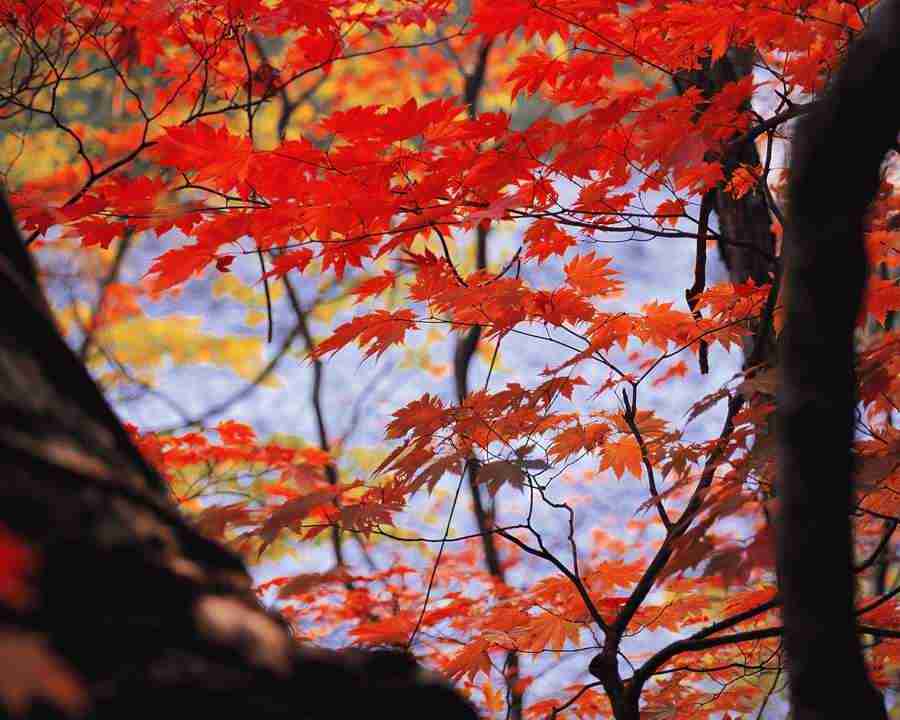 Mountain Trees - Mixa Image Library ></a>
<script language=JavaScript> 
  var txt = 