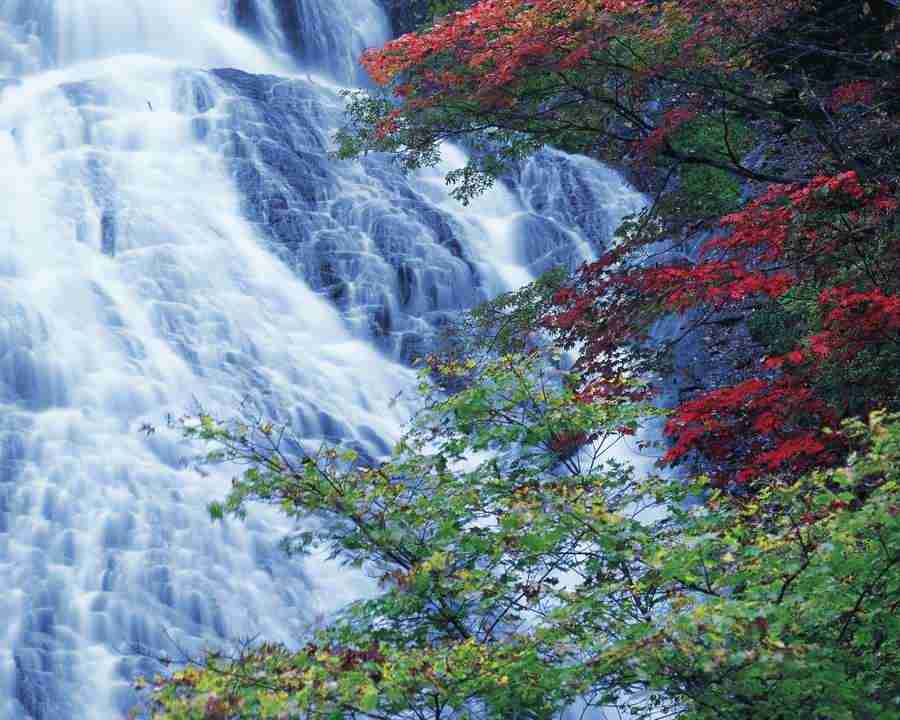 Mountain Trees - Mixa Image Library ></a>
<script language=JavaScript> 
  var txt = 