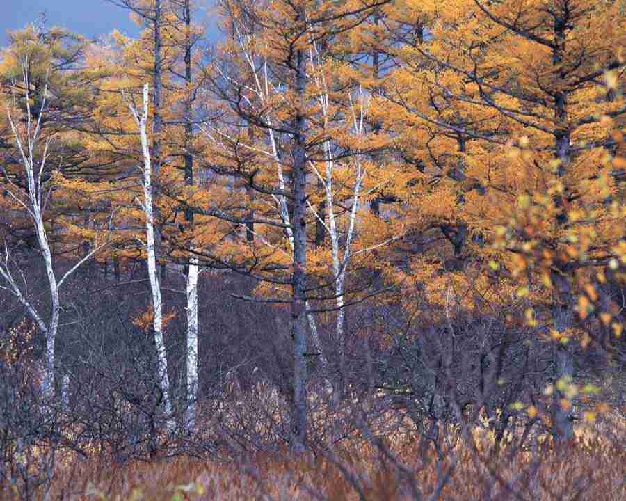 Mountain Trees - Mixa Image Library ></a>
<script language=JavaScript> 
  var txt = 