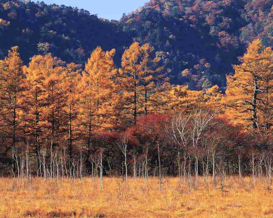 Mountain Trees - Mixa Image Library ></a>
<script language=JavaScript> 
  var txt = 