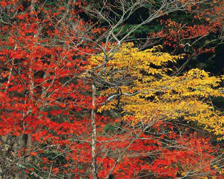 Mountain Trees - Mixa Image Library ></a>
<script language=JavaScript> 
  var txt = 