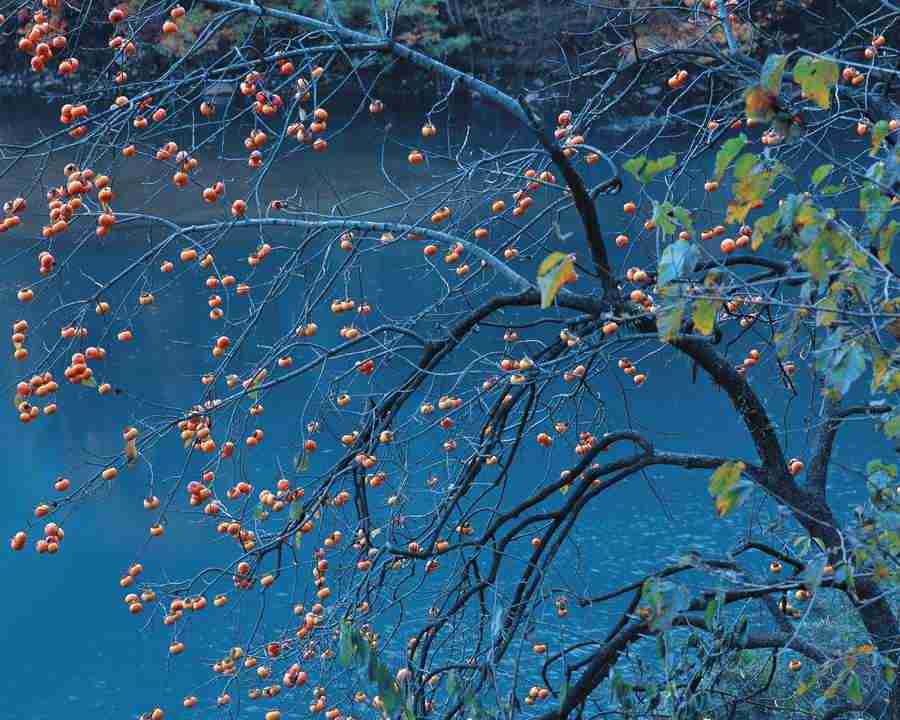 Mountain Trees - Mixa Image Library ></a>
<script language=JavaScript> 
  var txt = 