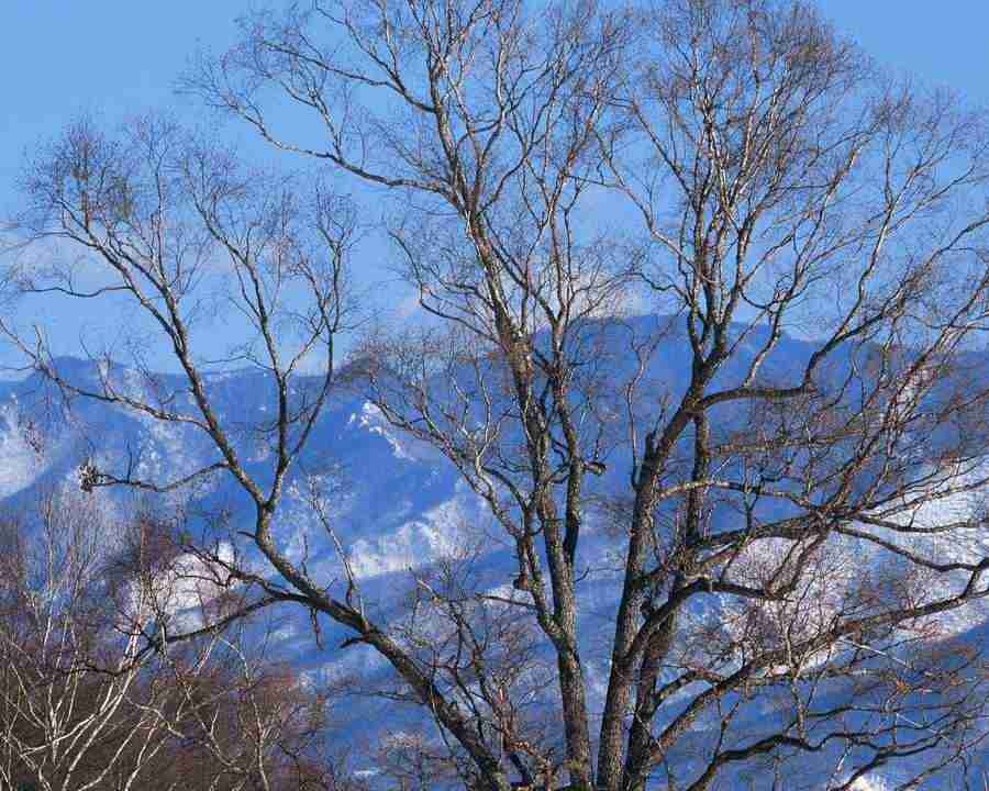 Mountain Trees - Mixa Image Library ></a>
<script language=JavaScript> 
  var txt = 