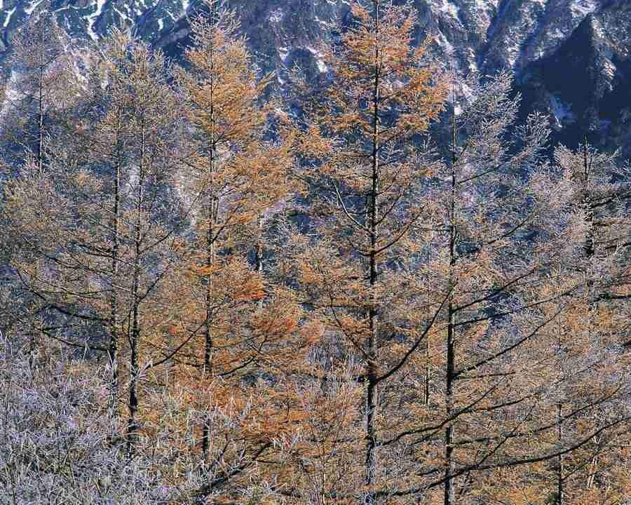 Mountain Trees - Mixa Image Library ></a>
<script language=JavaScript> 
  var txt = 