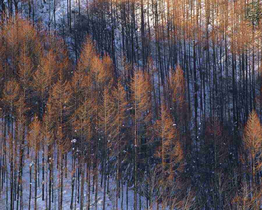 Mountain Trees - Mixa Image Library ></a>
<script language=JavaScript> 
  var txt = 