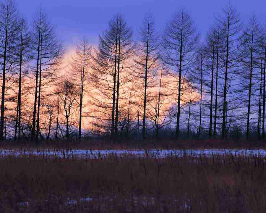 Mountain Trees - Mixa Image Library ></a>
<script language=JavaScript> 
  var txt = 