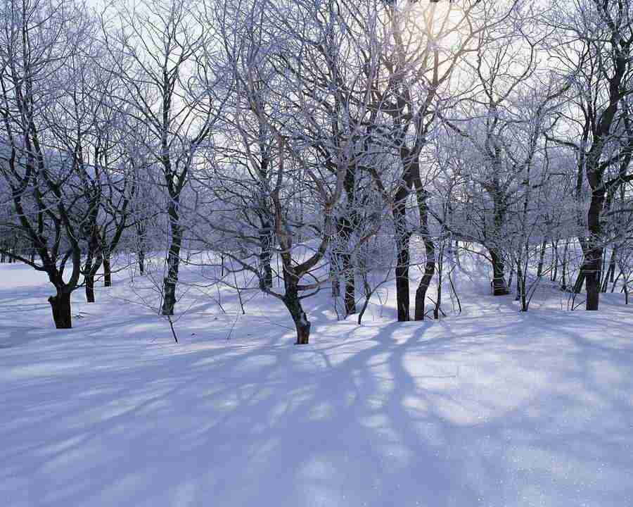 Mountain Trees - Mixa Image Library ></a>
<script language=JavaScript> 
  var txt = 