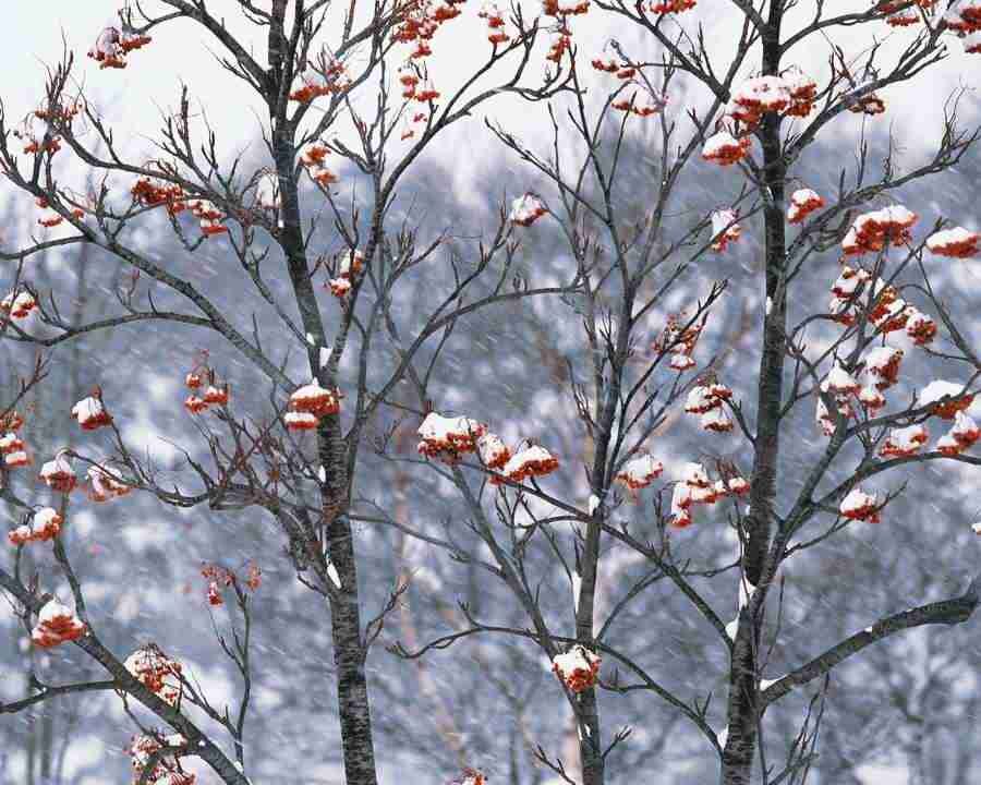 Mountain Trees - Mixa Image Library ></a>
<script language=JavaScript> 
  var txt = 