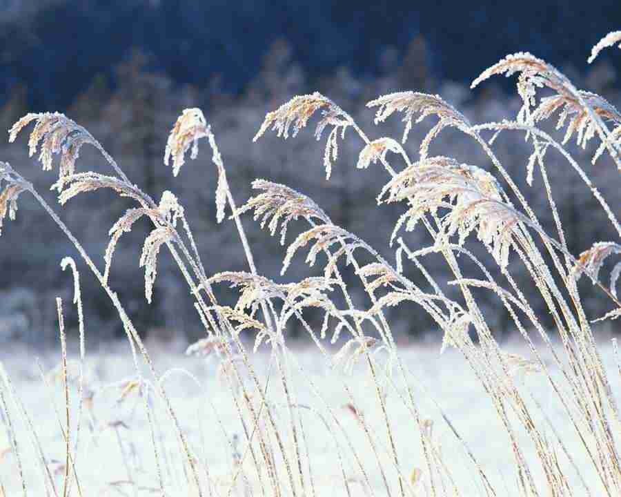 Mountain Trees - Mixa Image Library ></a>
<script language=JavaScript> 
  var txt = 