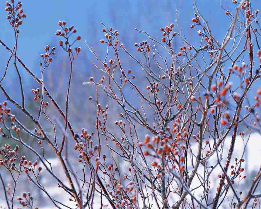 Mountain Trees - Mixa Image Library ></a>
<script language=JavaScript> 
  var txt = 