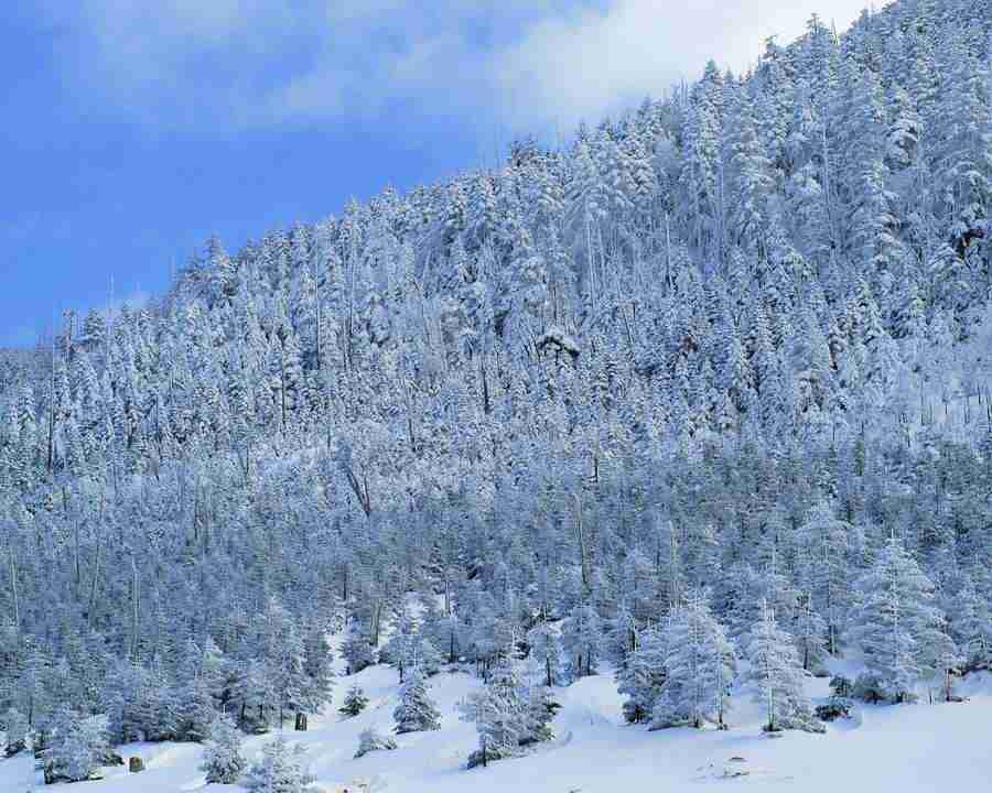 Mountain Trees - Mixa Image Library ></a>
<script language=JavaScript> 
  var txt = 