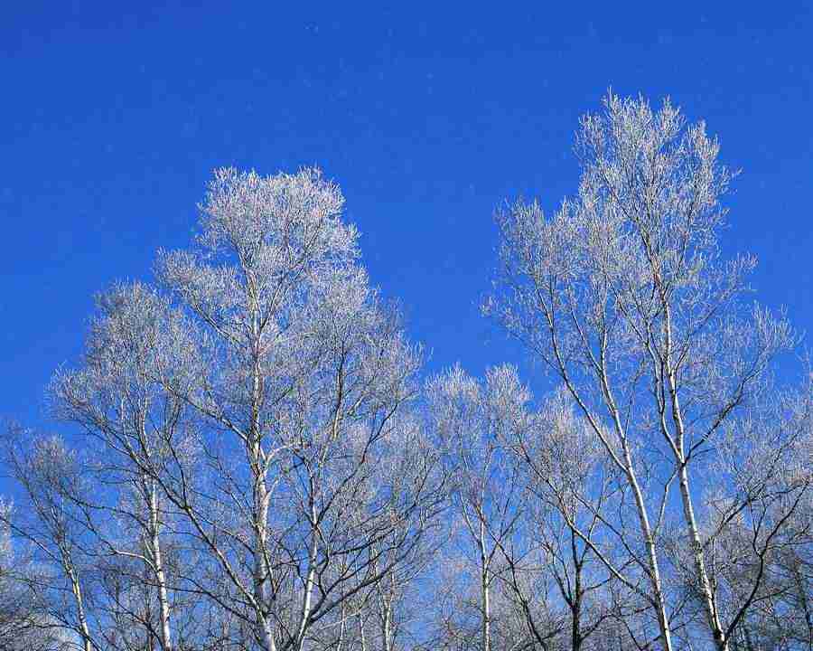 Mountain Trees - Mixa Image Library ></a>
<script language=JavaScript> 
  var txt = 