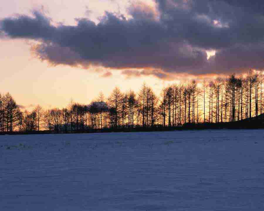 Mountain Trees - Mixa Image Library ></a>
<script language=JavaScript> 
  var txt = 