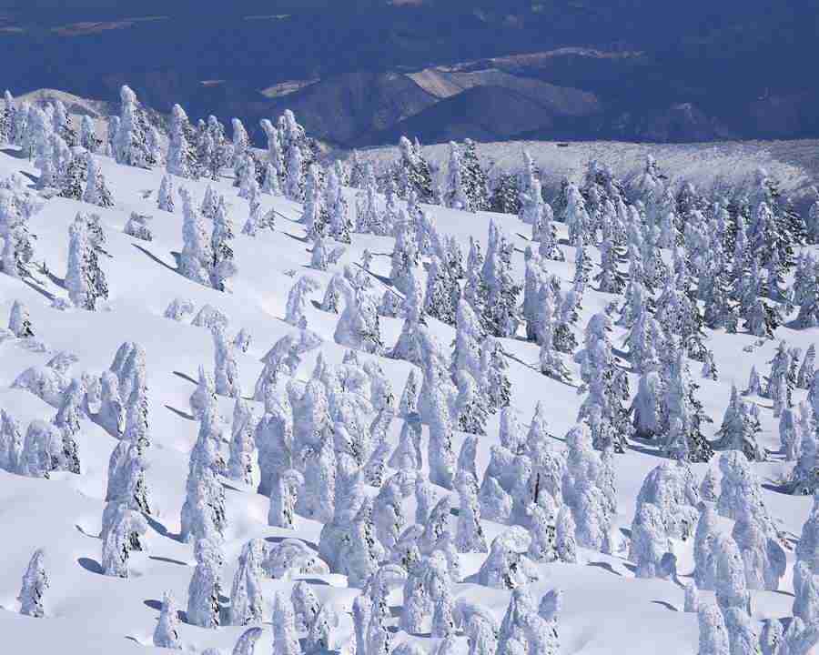 Mountain Trees - Mixa Image Library ></a>
<script language=JavaScript> 
  var txt = 