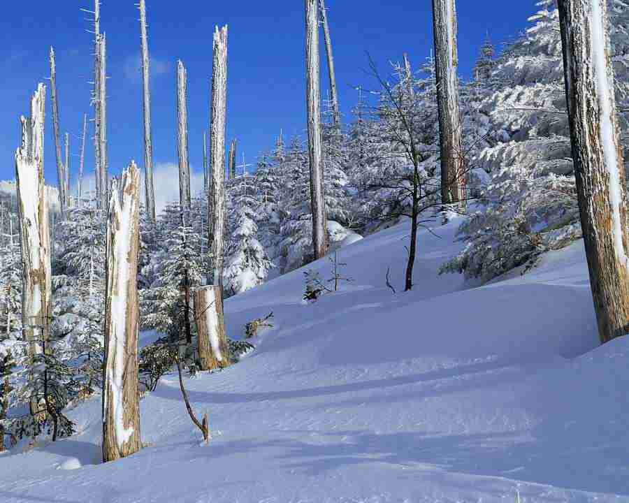 Mountain Trees - Mixa Image Library ></a>
<script language=JavaScript> 
  var txt = 