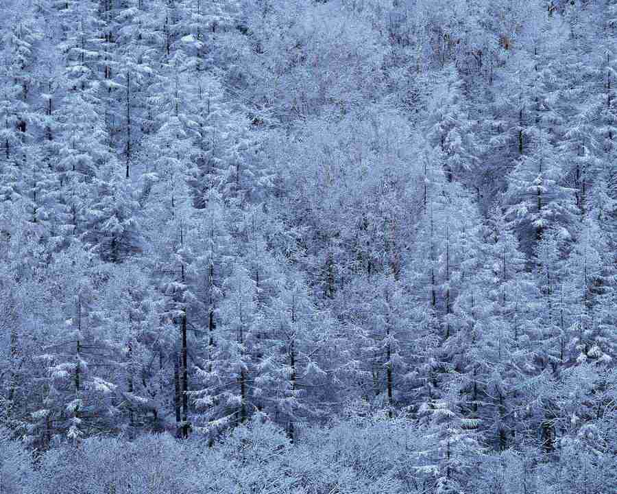 Mountain Trees - Mixa Image Library ></a>
<script language=JavaScript> 
  var txt = 