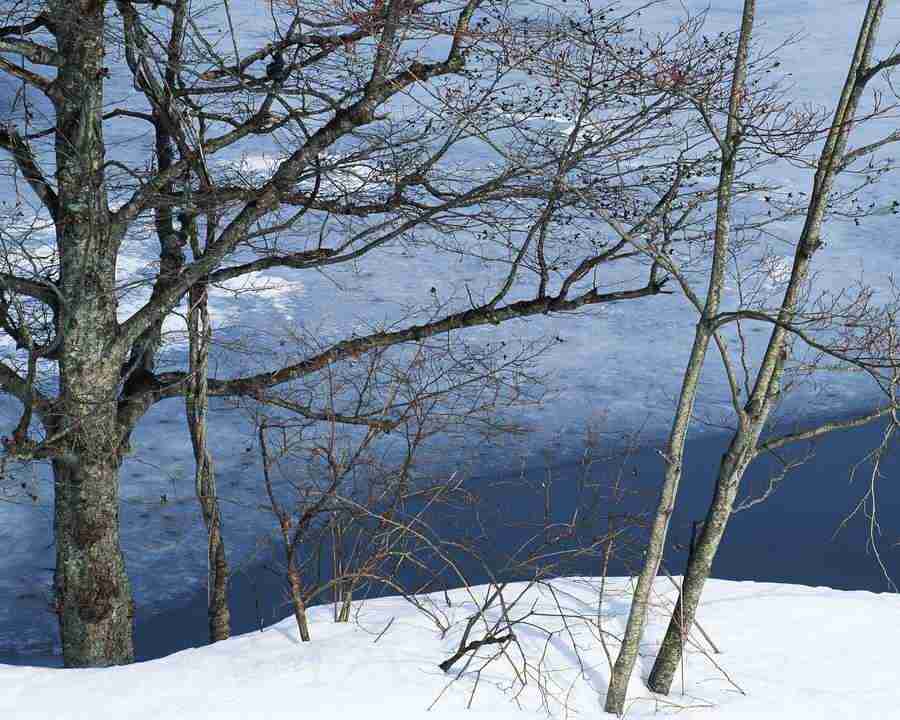 Mountain Trees - Mixa Image Library ></a>
<script language=JavaScript> 
  var txt = 