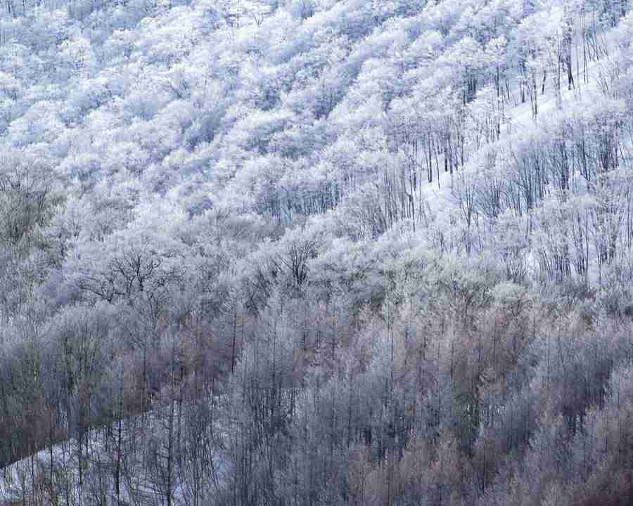 Mountain Trees - Mixa Image Library ></a>
<script language=JavaScript> 
  var txt = 