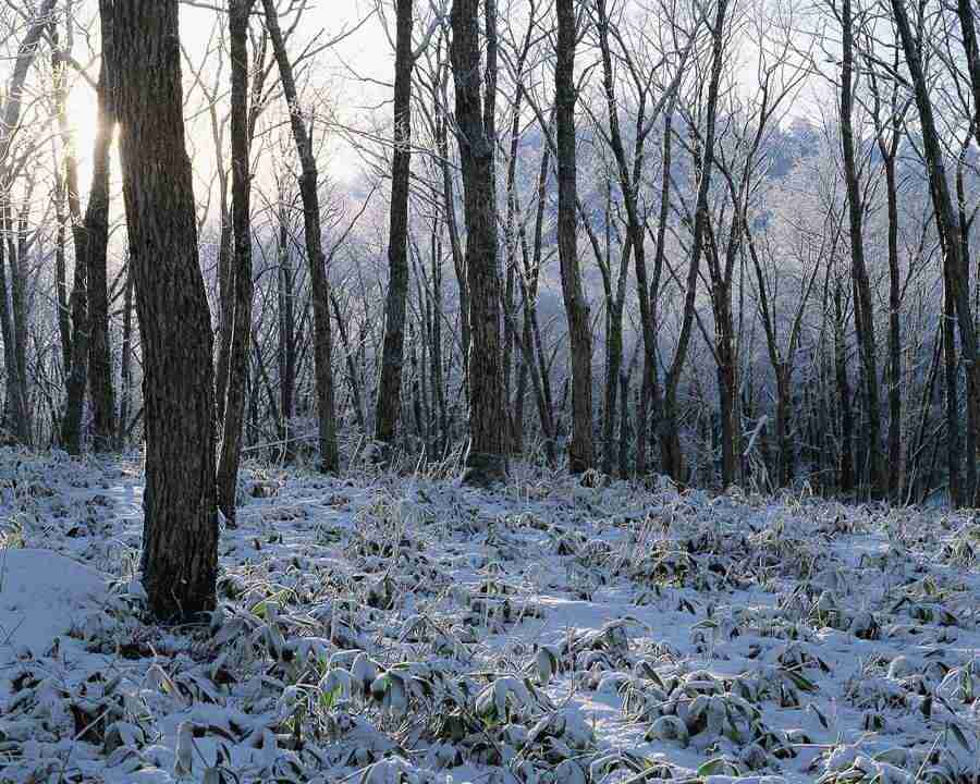 Mountain Trees - Mixa Image Library ></a>
<script language=JavaScript> 
  var txt = 