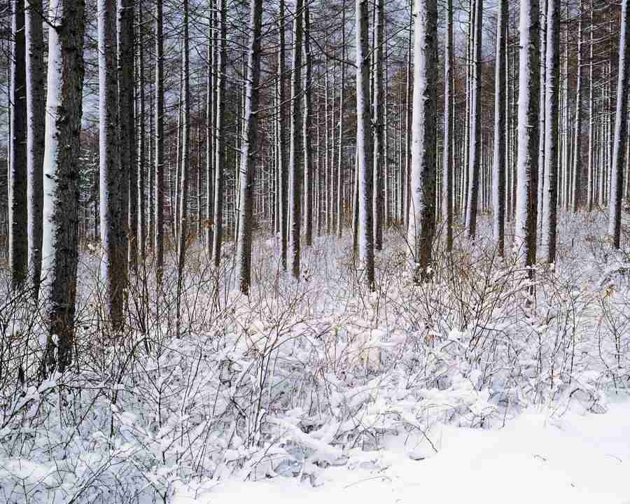 Mountain Trees - Mixa Image Library ></a>
<script language=JavaScript> 
  var txt = 