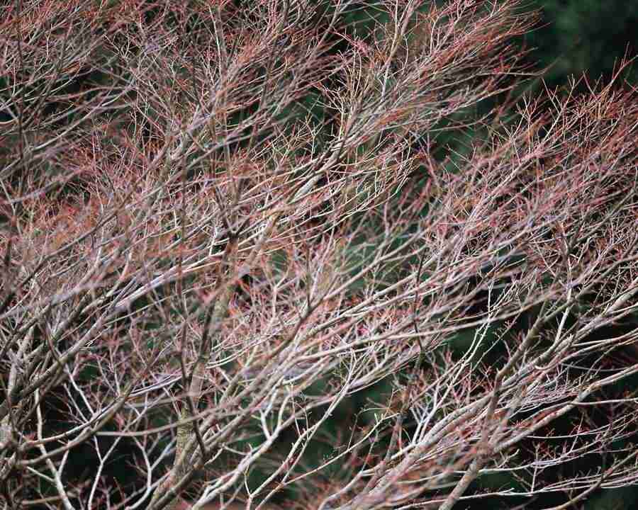 Mountain Trees - Mixa Image Library ></a>
<script language=JavaScript> 
  var txt = 