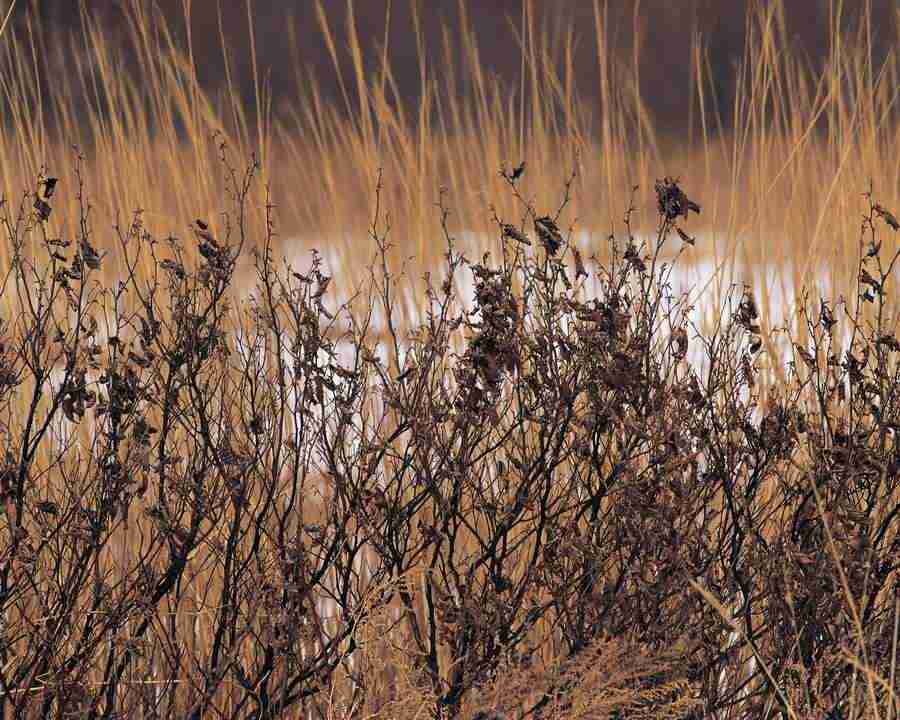 Mountain Trees - Mixa Image Library ></a>
<script language=JavaScript> 
  var txt = 