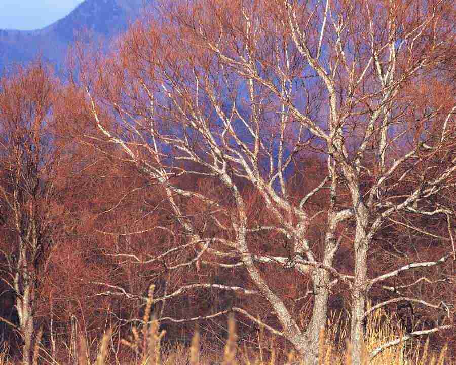 Mountain Trees - Mixa Image Library ></a>
<script language=JavaScript> 
  var txt = 