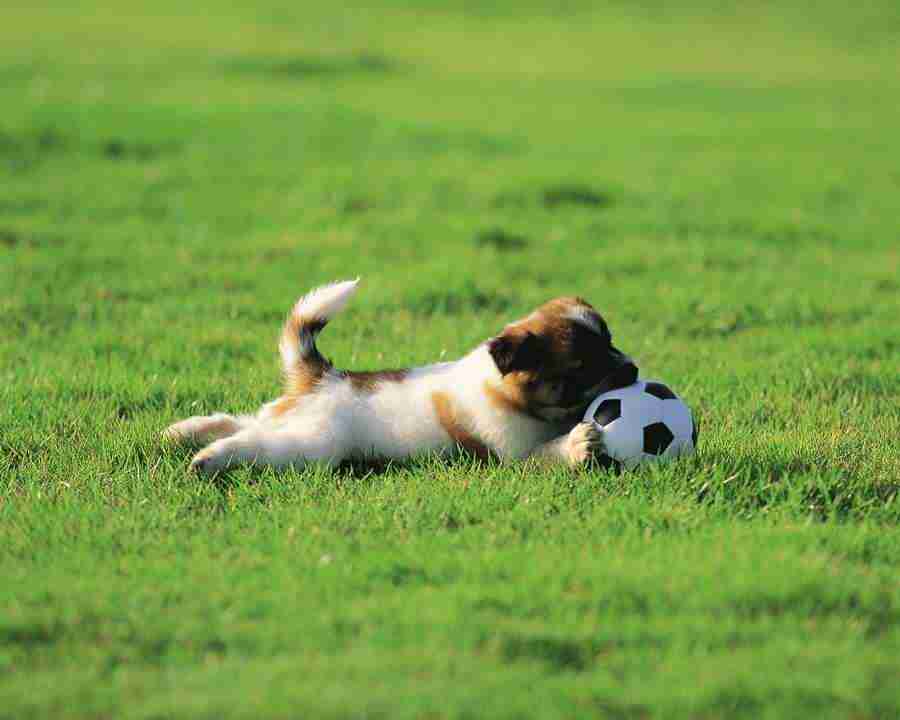 Pretty Animals - Mixa Image Library ></a>
<script language=JavaScript> 
  var txt = 