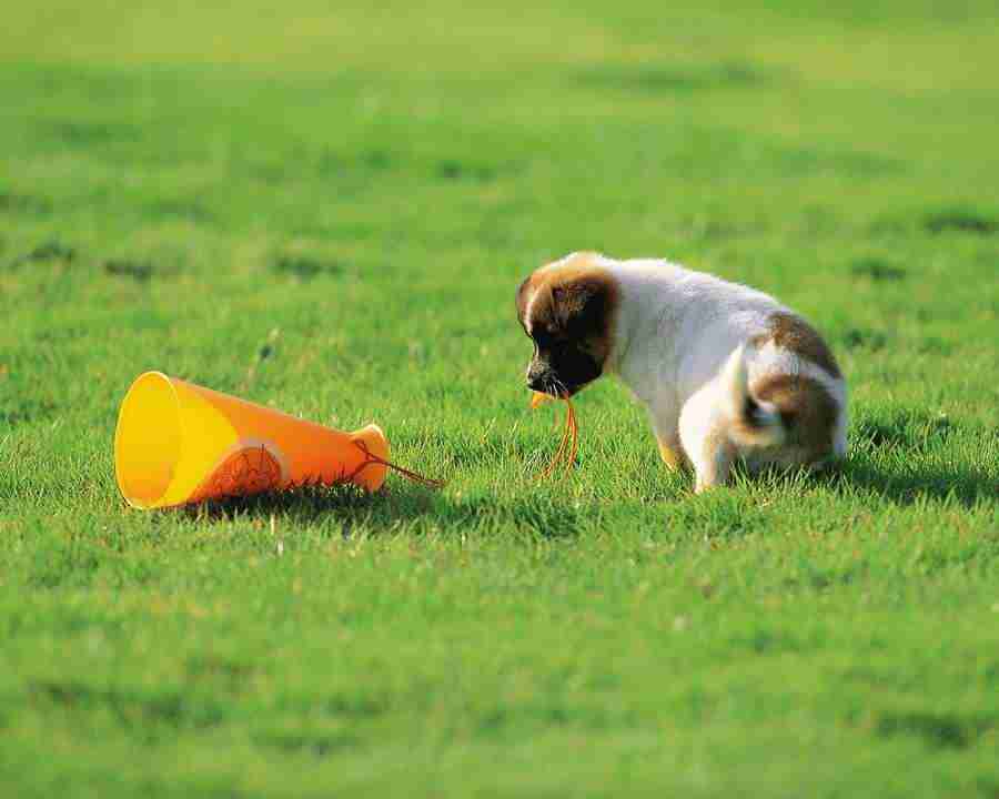 Pretty Animals - Mixa Image Library ></a>
<script language=JavaScript> 
  var txt = 