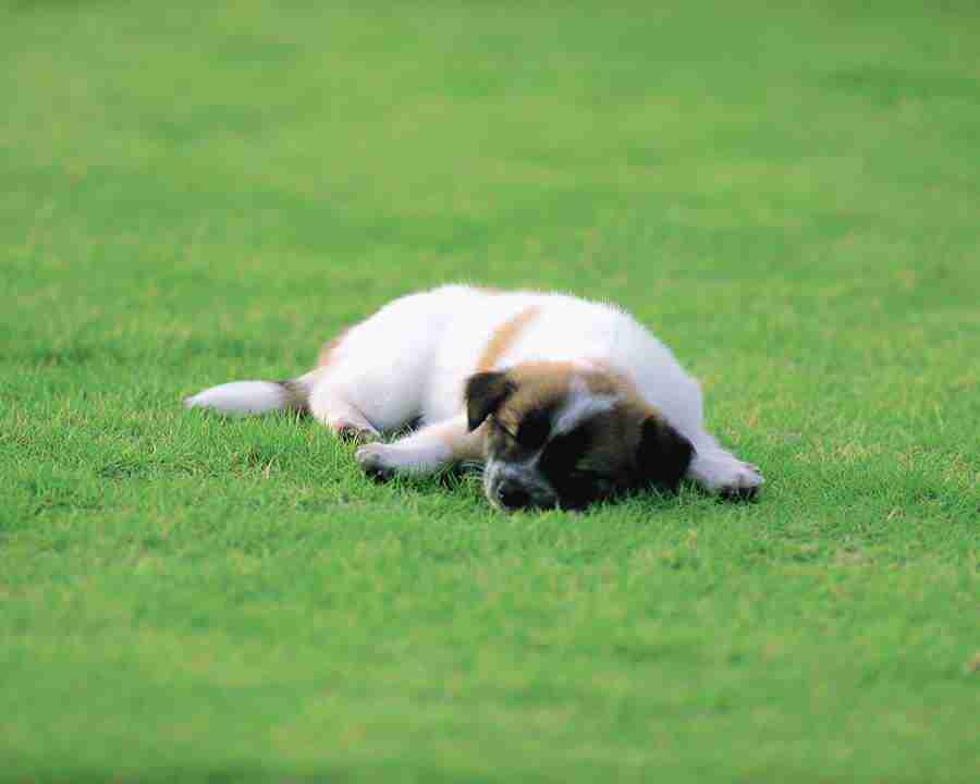 Pretty Animals - Mixa Image Library ></a>
<script language=JavaScript> 
  var txt = 