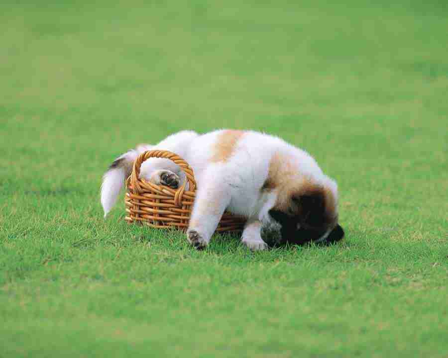 Pretty Animals - Mixa Image Library ></a>
<script language=JavaScript> 
  var txt = 