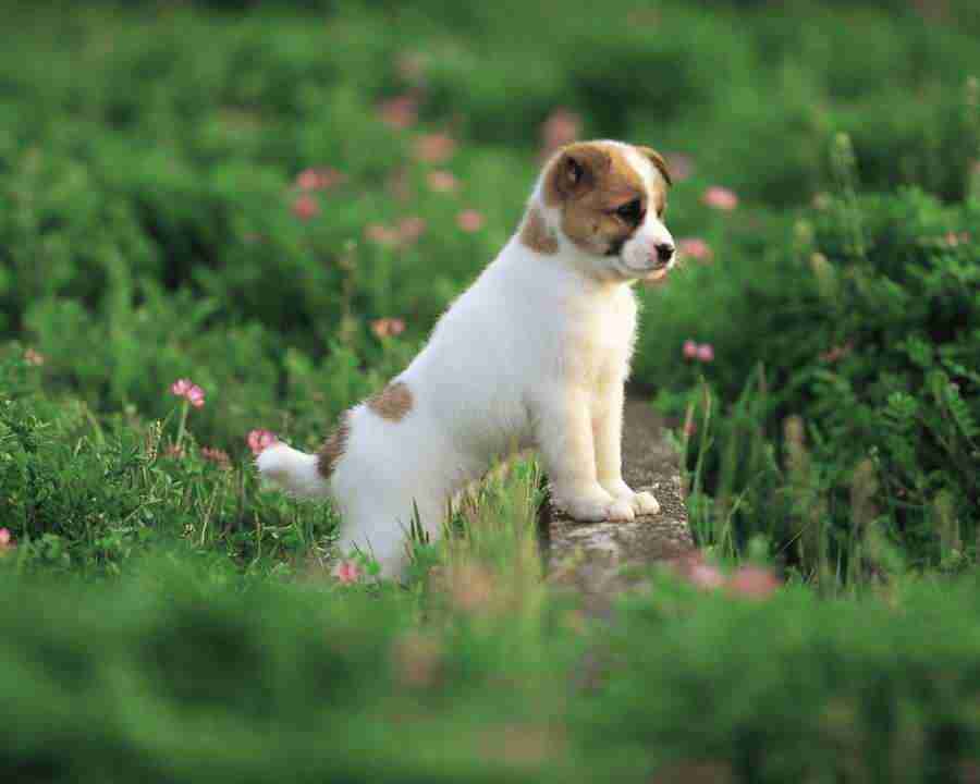 Pretty Animals - Mixa Image Library ></a>
<script language=JavaScript> 
  var txt = 